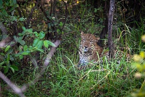 Safari Game Drive in Chobe National park