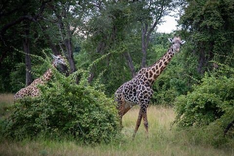 Safari Game Drive in Chobe National park