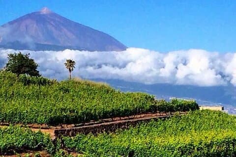 Parque Nacional del Teide con visita a bodegas en Tenerife