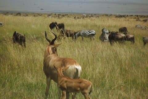 Masai Mara Aventura salvaje inolvidable