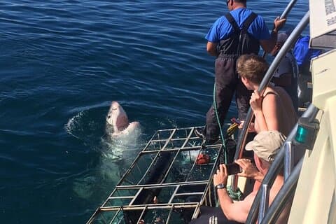 Plongée en cage de requins depuis Cape Town Day Adventure
