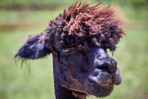 Alpaca Interaction and Wine Tasting