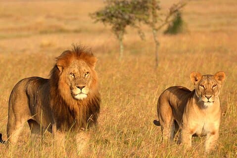 Safari di gruppo e sistemazioni di 5 giorni