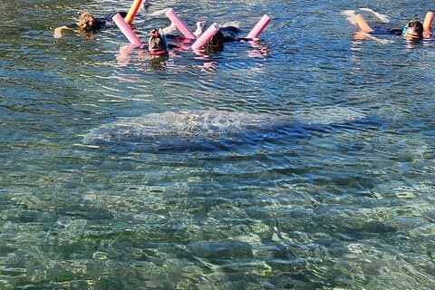 Crystal River Manatee Swim & Snorkel Tour-Small Group Local guide