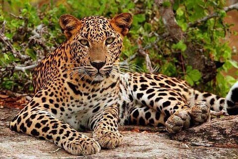 All-inclusive Yala Safari Tour med övernattning