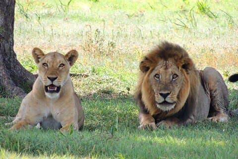 3 Stunden Big 5 Safari im Aquila Game Reserve ab Kapstadt