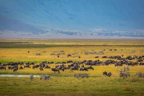 5-dagers luksussafari gjennom Tarangire Serengeti og Ngorongoro