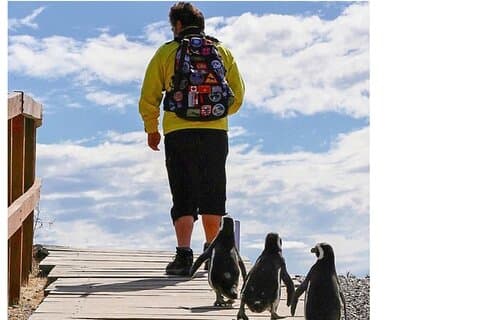 スターリンク・トランスポーテーションによるプンタ・トンボのペンギンショアツアー