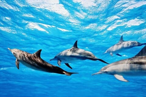 Hurghada Dolphin House VIP Abenteuer mit Schnorcheln & Mittagessen