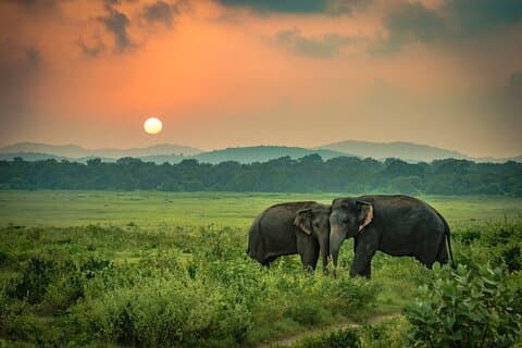 Minneriya National Park Elephant Safari from Sigiriya