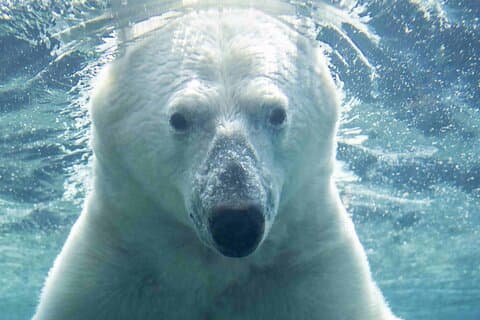 Wilder Institute/Calgary Zoo : Eintrittskarte