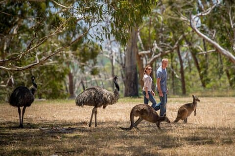 Adelaide Gems Tour inspirado na Netflix Odyssey de Phil Rosenthal
