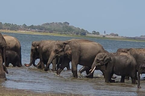 Minneriya National Park Half Day Private Jeep Safari