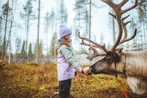 Träffa och mata renar i Rovaniemi