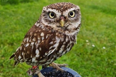 Tilpasset fulddags Falconry og Giant's Causeway Tour fra Belfast