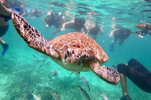 Turtle Swim, lunch en ondergrondse Cenote privétour