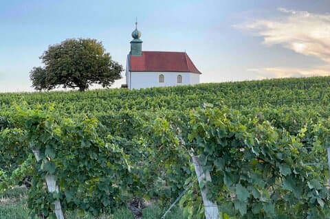 Vinkunst i perfektion Ikoniske Burgenland-vine