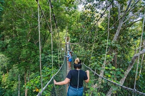 De Kuala Lumpur Taman Negara Excursão de um dia com almoço