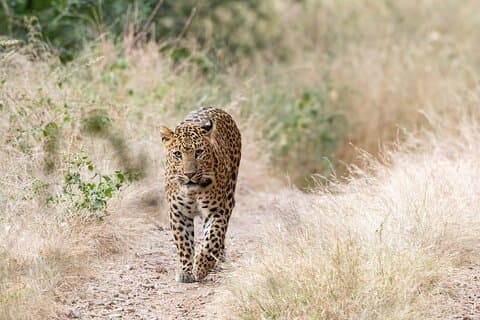 Leopardsafari og Jaipur bytur