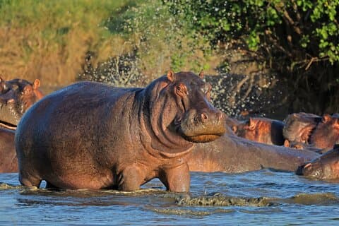 2 dagar Ruaha nationalpark