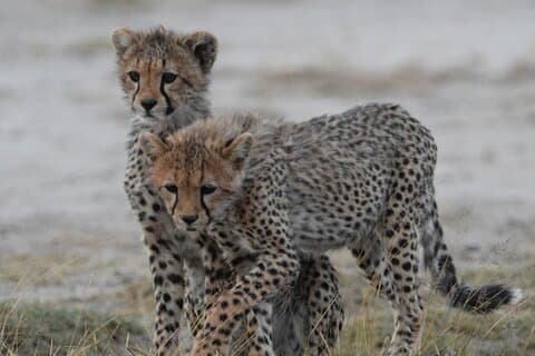 4 dages Tanzania Safari: Tarangire, Serengeti og Ngorongoro krater