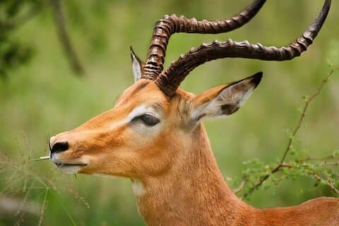 Excursión de un día Safari en el cráter Ngorongoro