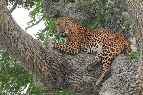 Special leopardssafari Yala nationalpark - 05.00 till 12.00
