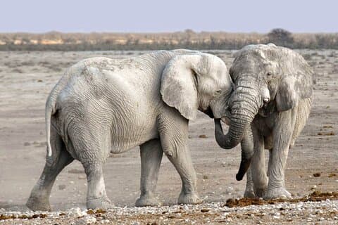 Hoteller i nærheden af Majestic Elephant and Big 5 Chobe National Park