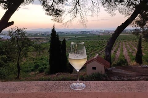 Da Valencia Utiel Requena Wine Tour