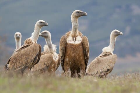Bulgarien Natur og dyreliv ture