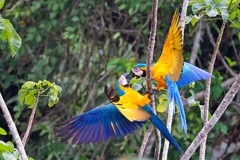 Aventura de 4 días en Amazonas con lameculos de arcilla de guacamayo