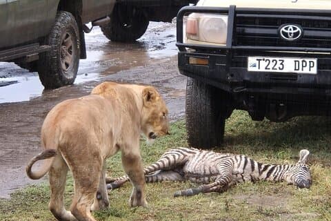 Viertägiger Ausflug zum Krater Tarangire Serengeti Ngorongoro