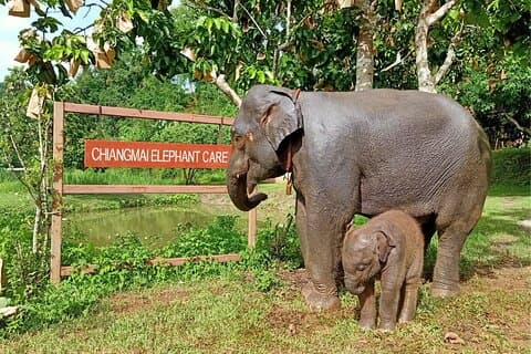 Premium Halvdag Ethisk Elephant Sanctuary oplevelse Max9Guest