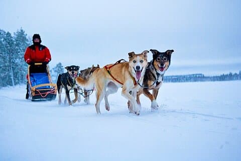 Huskies 5 km selvkørende Sled Ride