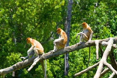 Kota Kinabalu Klias Riviercruise met diner en Fireflies Tour