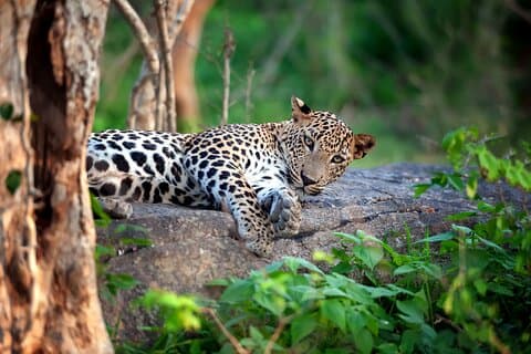 Excursión de 8 días a Sri Lanka desde Colombo – Sigiriya, Kandy & Mirissa
