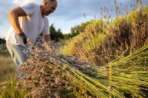 Hvar Lavender Experience: Campos, Aldeias e Degustações locais