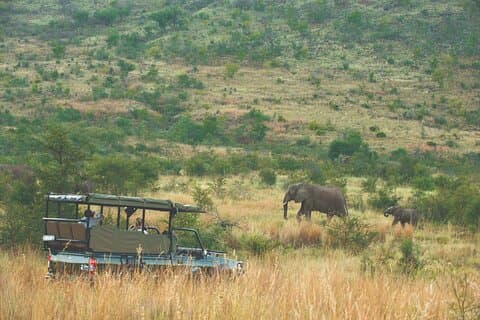 3 - Dag Big Five Safari i Pilanesberg nationalpark