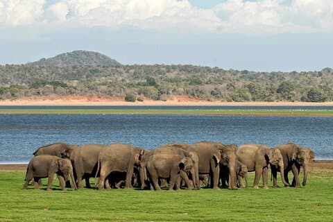 Kaudulla National Park Safari [private , full package]