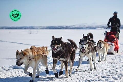 6 Day Winter Wonderland Tour in Yellowstone National Park