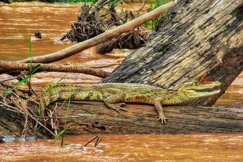Expédition Amazonie de 5 jours Réserve de Tambopata et lac Sandoval