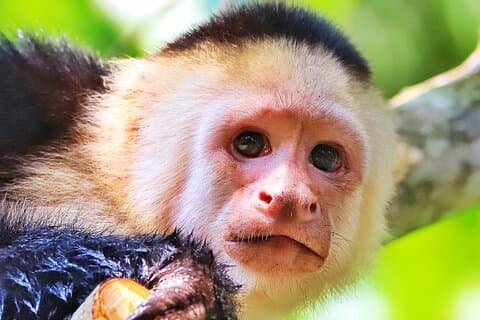 Découvrez la faune et les singes lors d'une visite en kayak de 2 heures à Quepos
