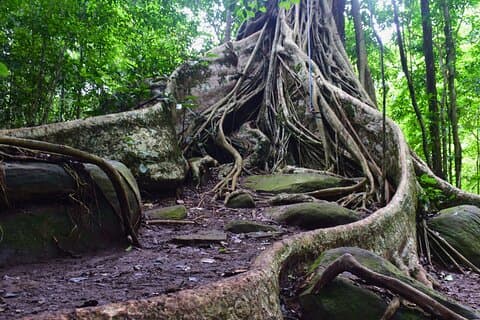 2 dage Wilds Khao Yai Trek og vin tur