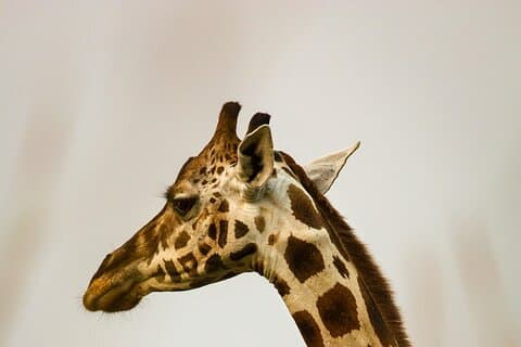 Casa delle giraffe e incontro dei ghepardi Tour con degustazione di vini