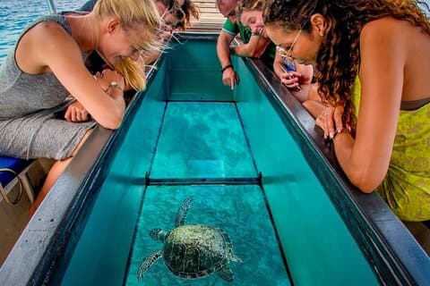 1 Hour Glass Boat Ride and Parasailing Adventure –Sharm El Sheikh