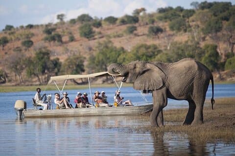 Full Day Chobe Safari: Game Drive plus River Cruise