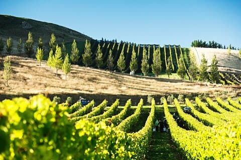 Lyttelton Shore Excursion: Waipara Valley Wine Tour with Lunch