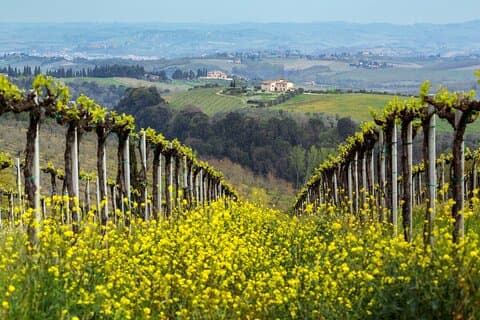 Ontdek de charme van de Prosecco heuvels vanuit Venetië