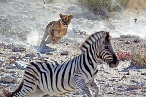 4 Tage Gemischte Safari nach Tarangire, Serengeti & Ngorongoro Krater