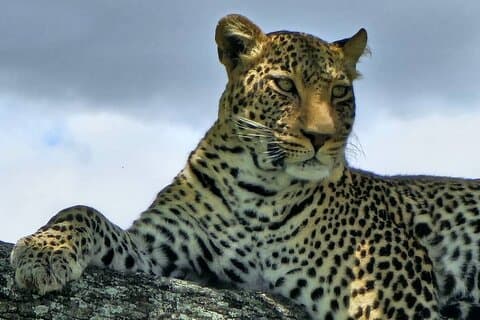 8 Tage Luxus Safari in Tarangire, Serengeti und Ngorongoro